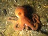 Photo of Enteroctopus dofleini